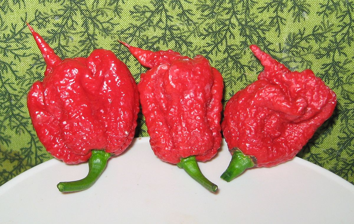 Carolina Reaper. mangia il peperoncino più piccante al mondo e finisce in ospedale