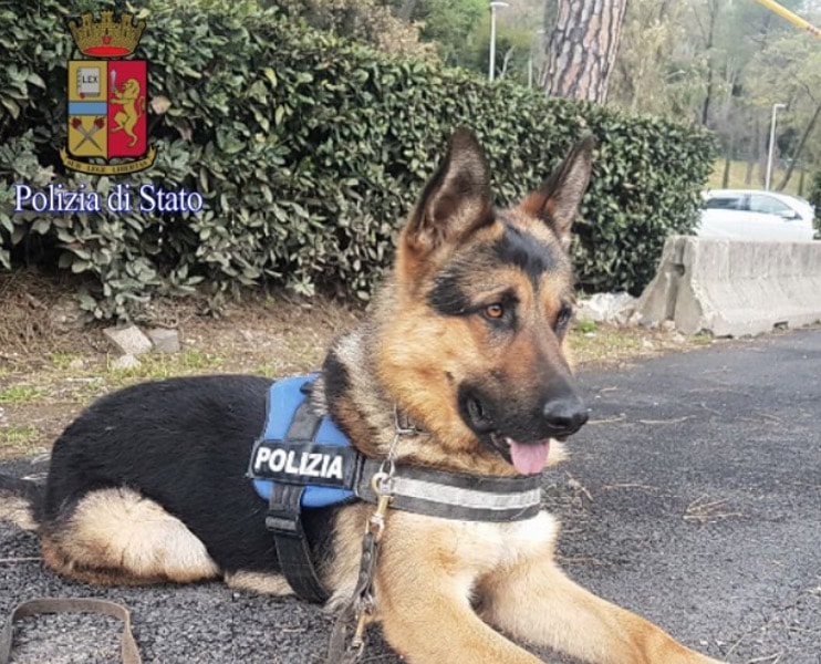 Ares era stato abbandonato: ora è un cane poliziotto