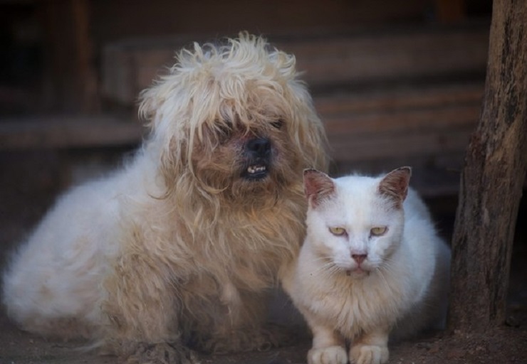 Chiesa Anglicana, per la prima volta si valuta il battesimo degli animali (foto Ansa)