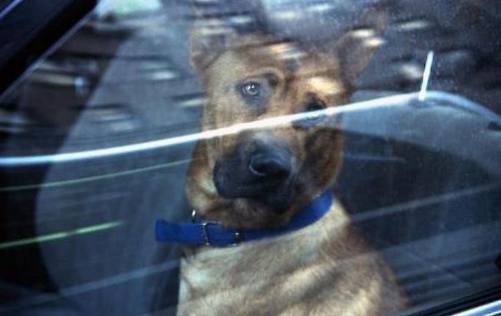 gallipoli cane auto sindaco