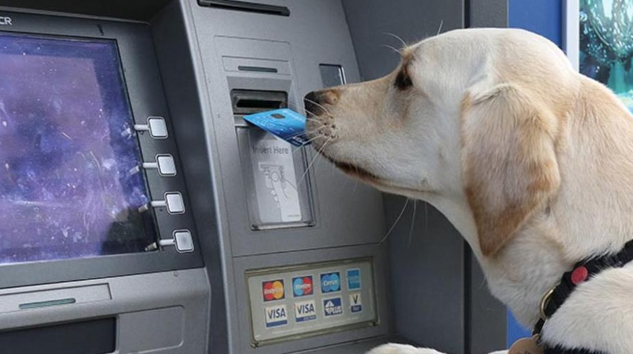 Anche cani e gatti potranno aprire un conto corrente