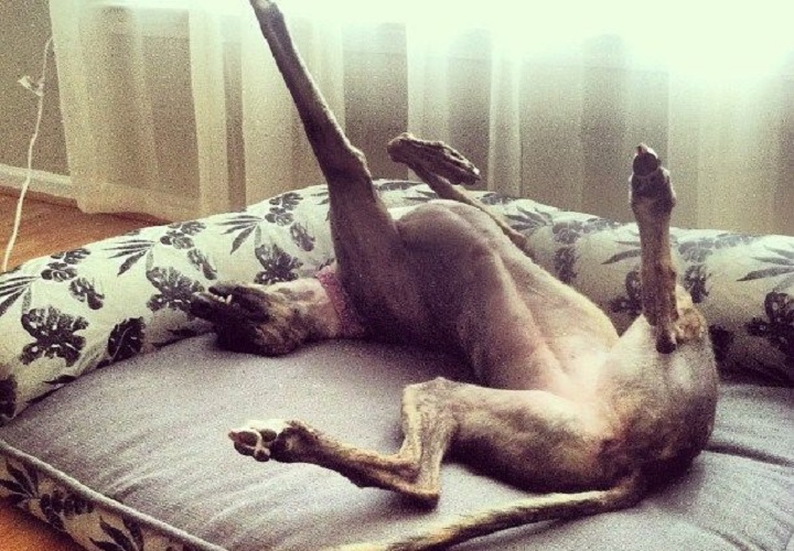 Cane in posizione prona e con le zampe in aria? Ecco cosa fare