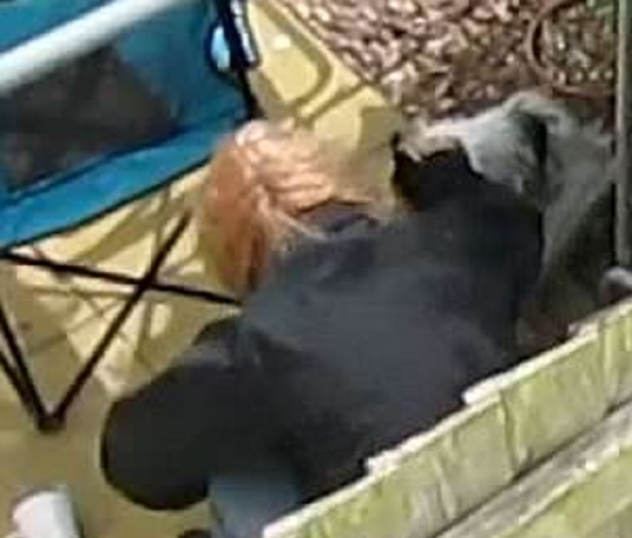 cane violenza carcere