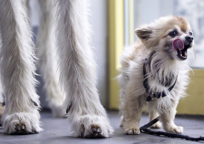 Cucina il cane nel forno: "E' posseduto dal mio ex fidanzato"