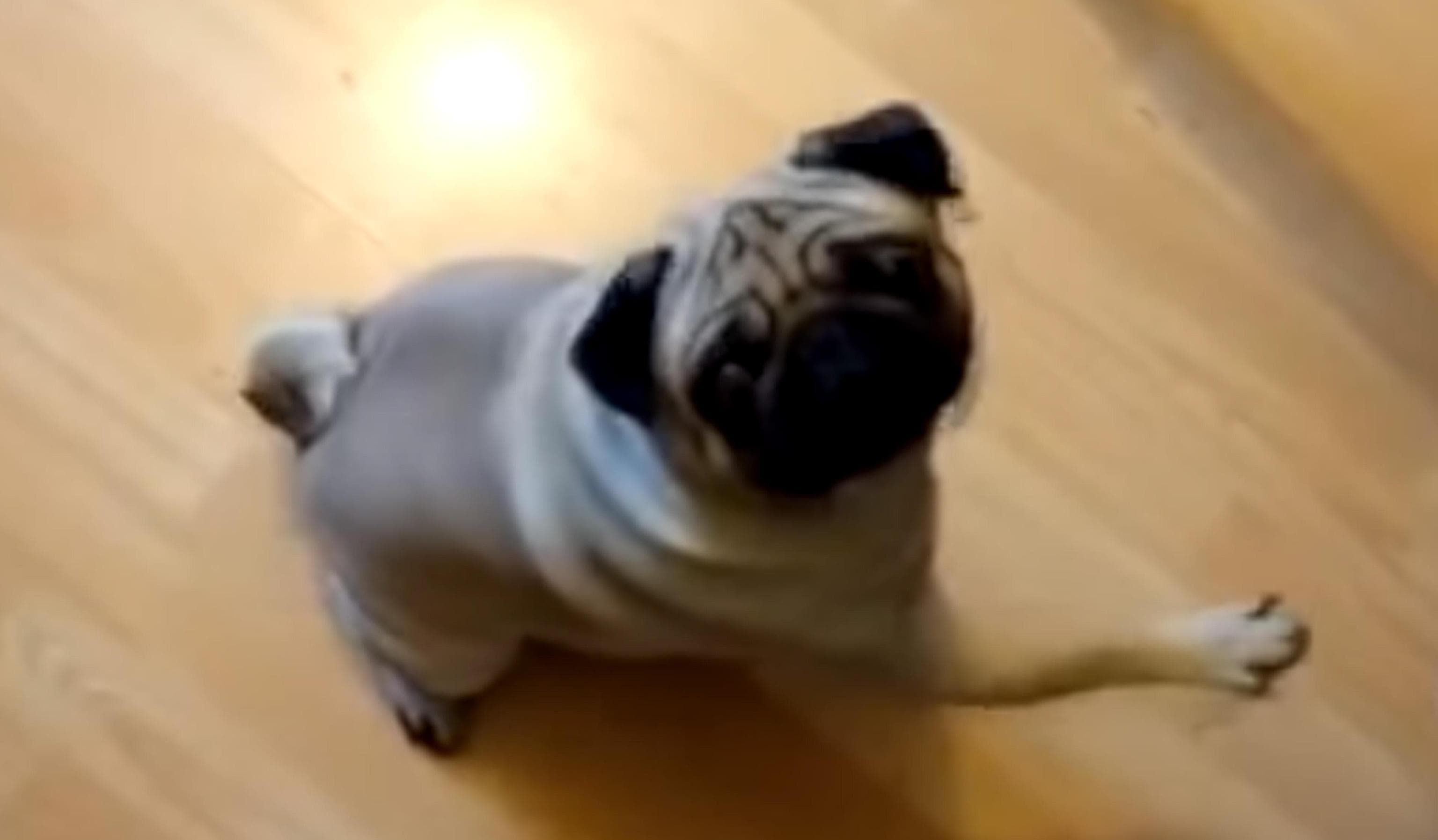 Insegna saluto nazi al cane