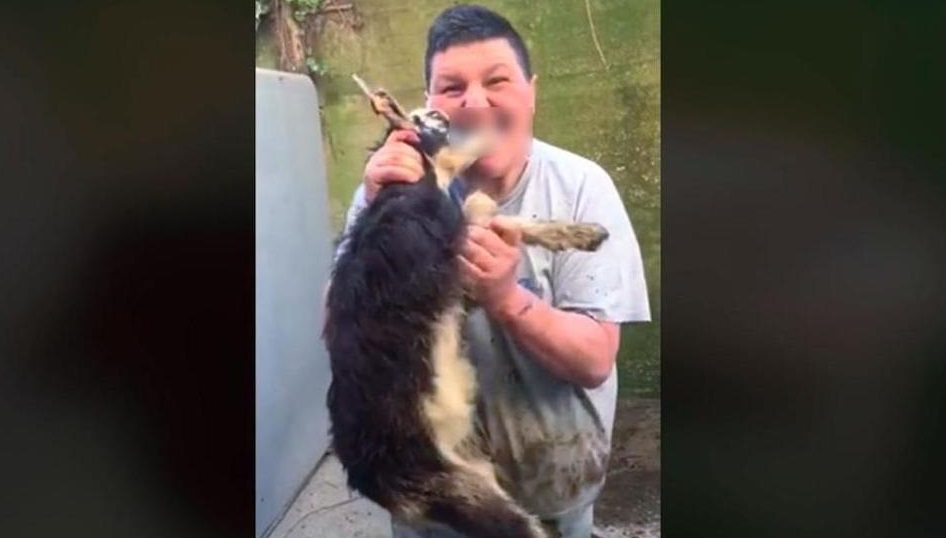 Morde la testa di un capretto e posta il video su Fb: "Ecco come divorarla". Segnalato dagli animalisti