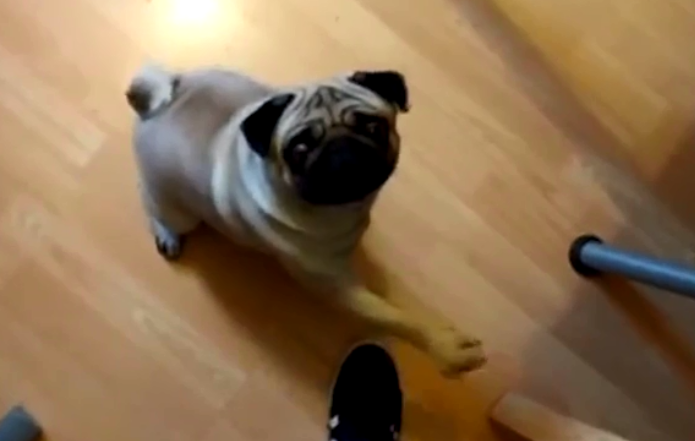 YOUTUBE Insegna al cane il saluto nazista: condannato per crimine d'odio