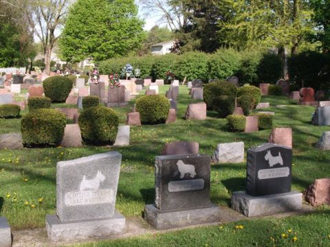 Seppellire il gatto o il cane nel giardino di casa ora si può