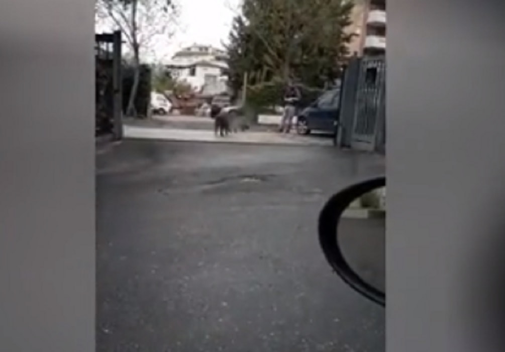 Cinghiali nel condominio a Monte Mario