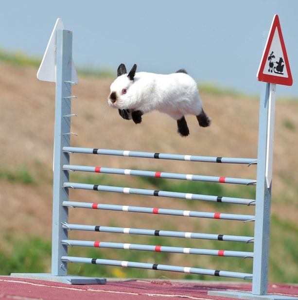 Camere fresche di voto