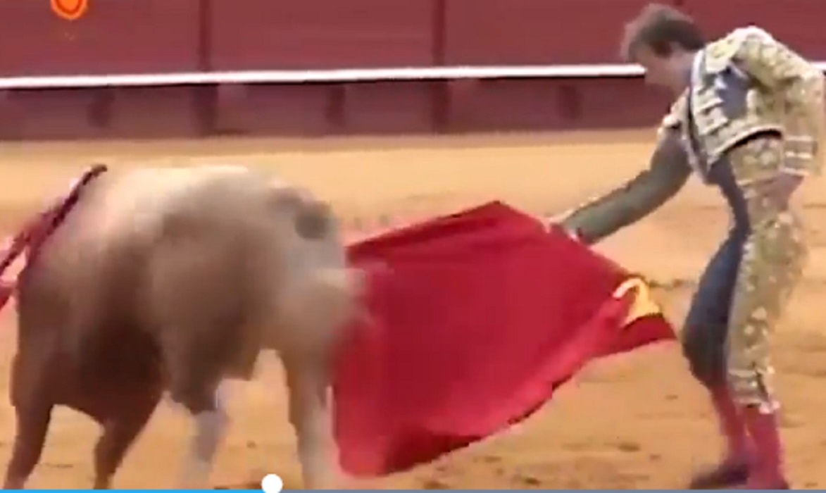 sivilgia matador incornato