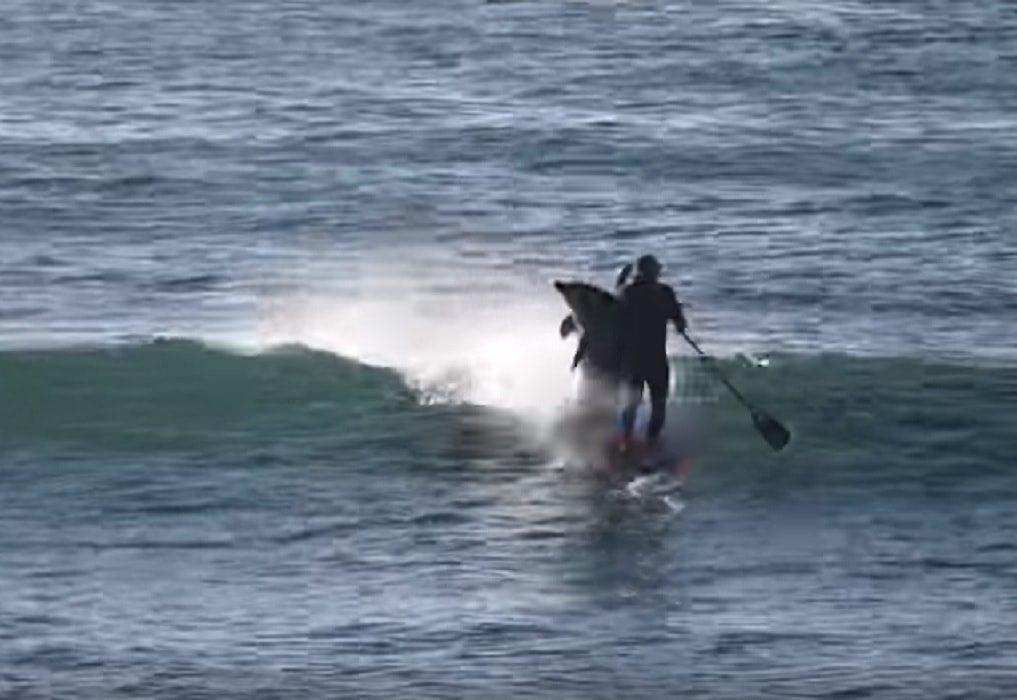Delfino salta aria stende uomo tavola surf