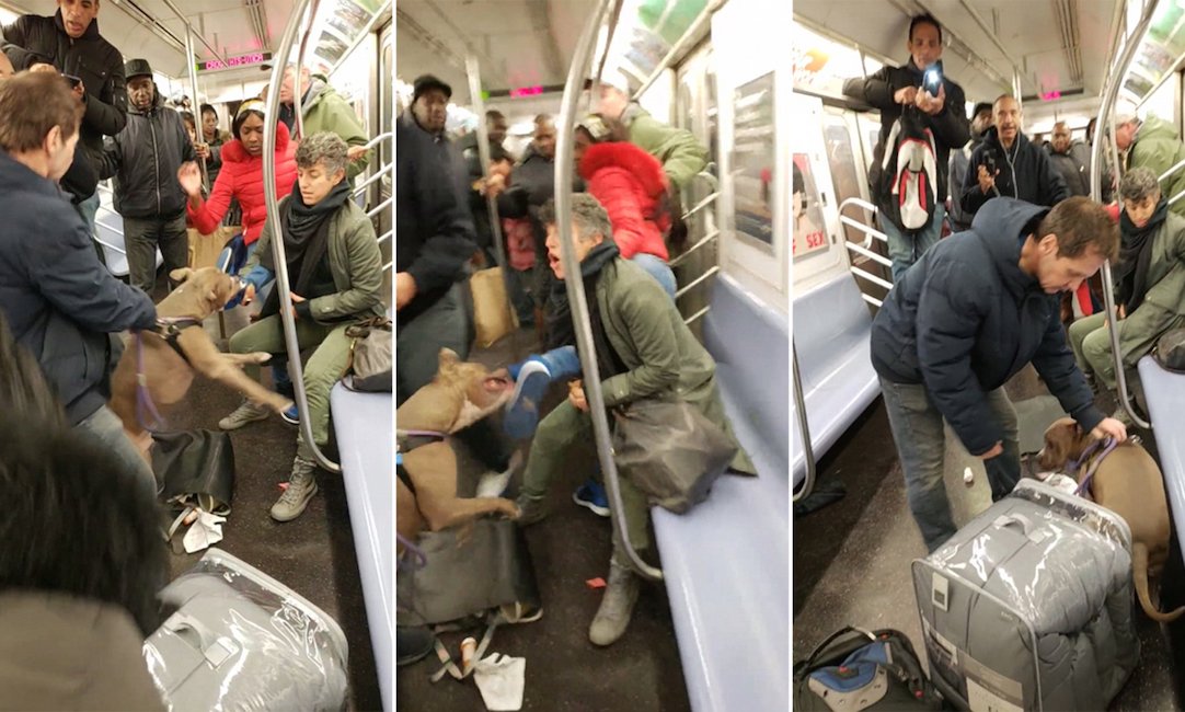 New York, pitbull azzanna donna in metropolitana: il VIDEO inquietante