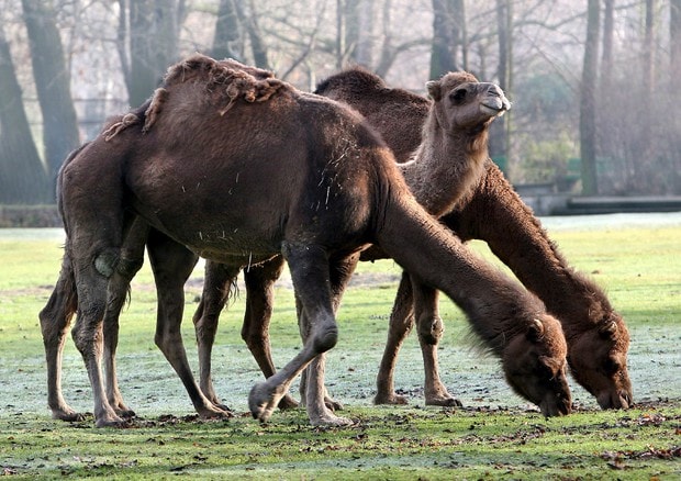 Dromedari con la "mucca pazza": prioni simili, la scoperta. Ignoti i rischi per l'uomo