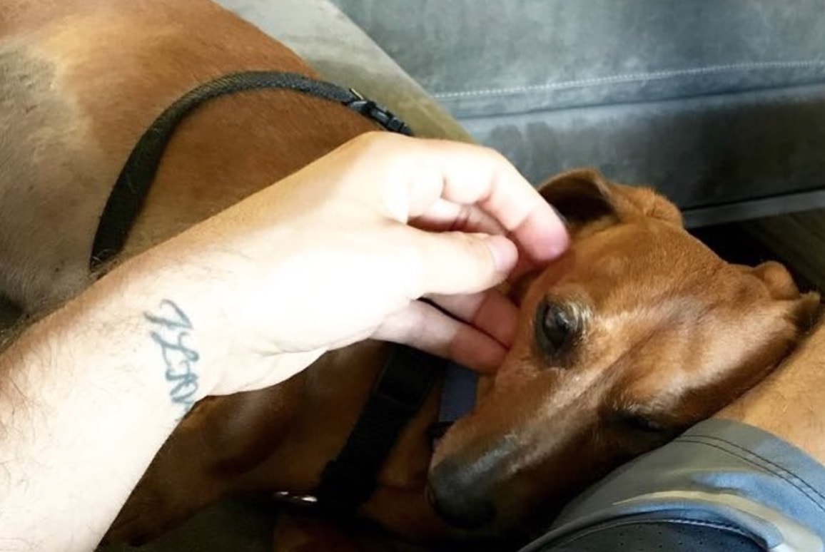 Tiziano Ferro lancia un appello per la difesa e l'adozione degli animali