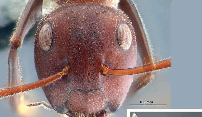 Formica kamikaze, esplosiva e tossica scoperta sull'isola del Borneo