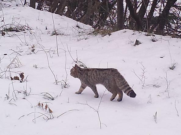 Fotografato in Trentino un gatto selvatico