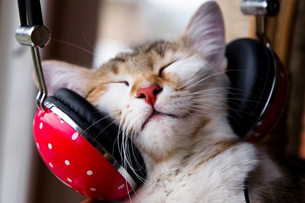 Creata negli Usa una musica per gatti