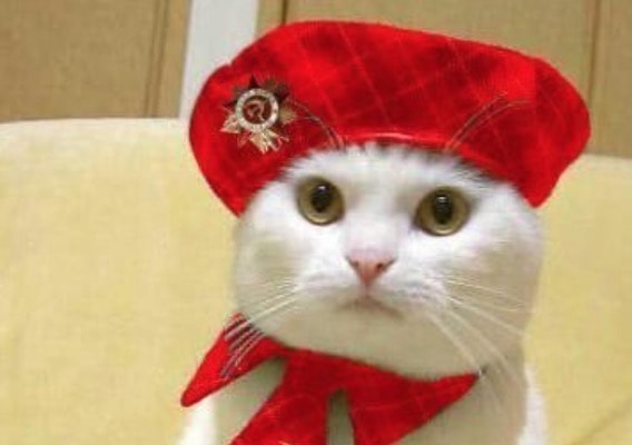 Anpi contro i gatti in Friuli: "Distolgono l'attenzione dal 25 aprile"