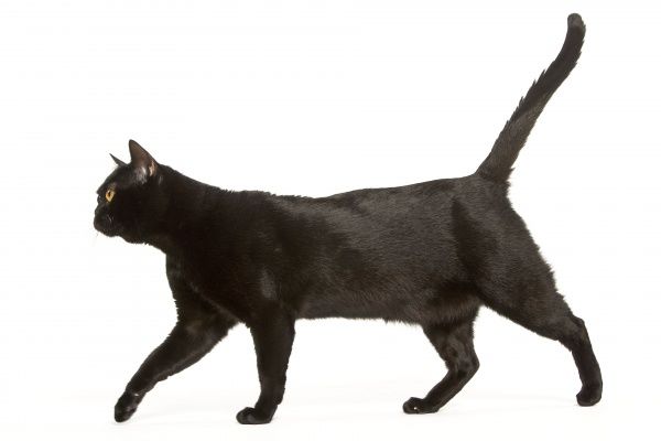 Comportamenti del gatto, cosa significano