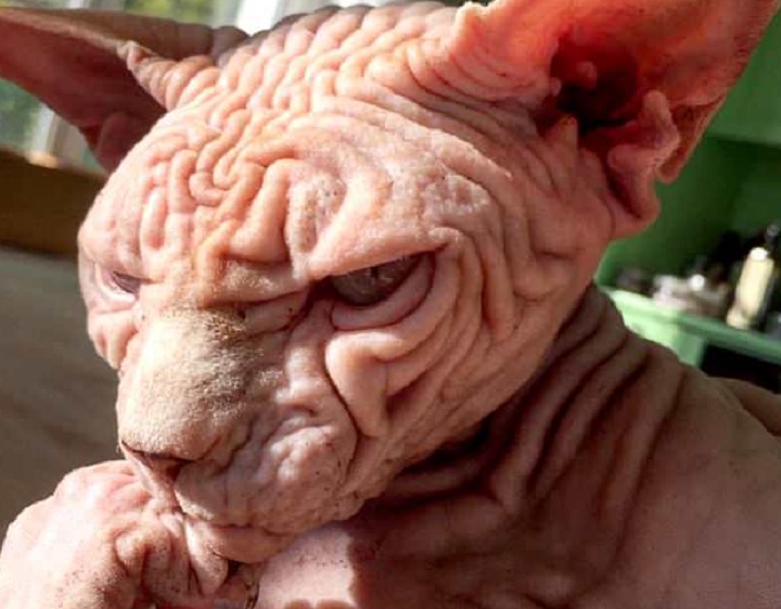 YOUTUBE Il padrone ubriaco lancia il gatto dal nono piano e...