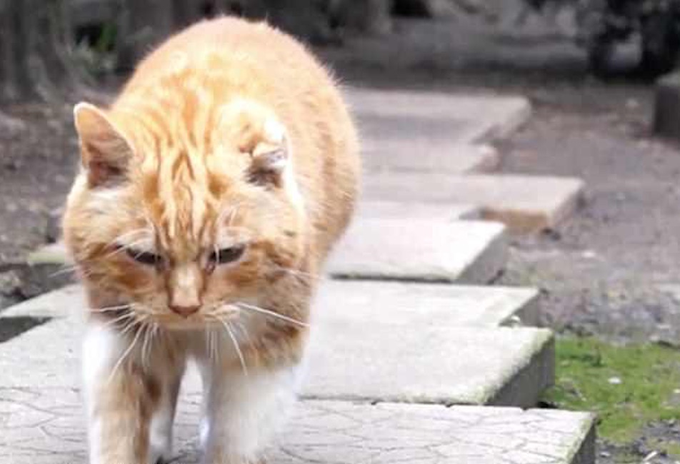 Il gatto Ginge guarisce dal tumore con olio di cannabis: lo stavano per sopprimere