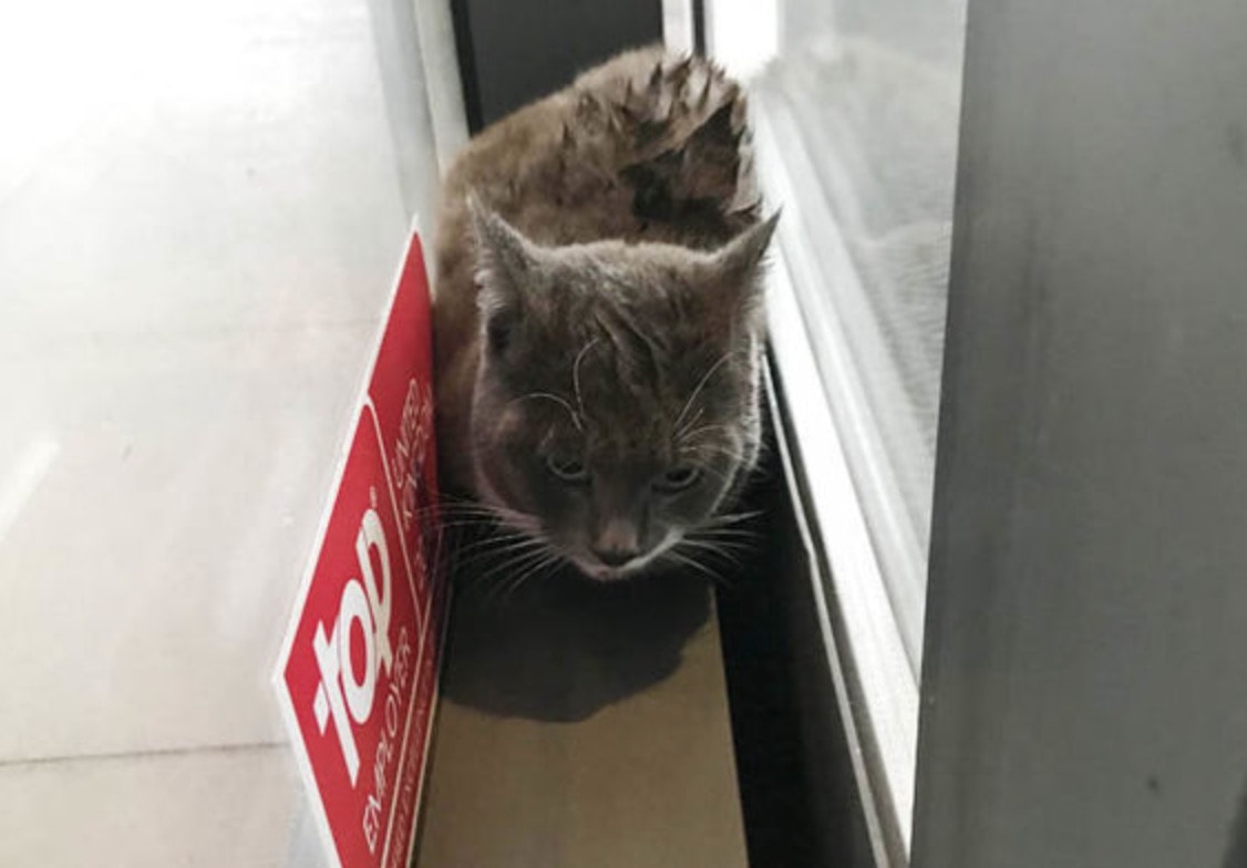 Gatto Lenny in hotel per proteggersi dalla pioggia si rifugia in un posto impensabile