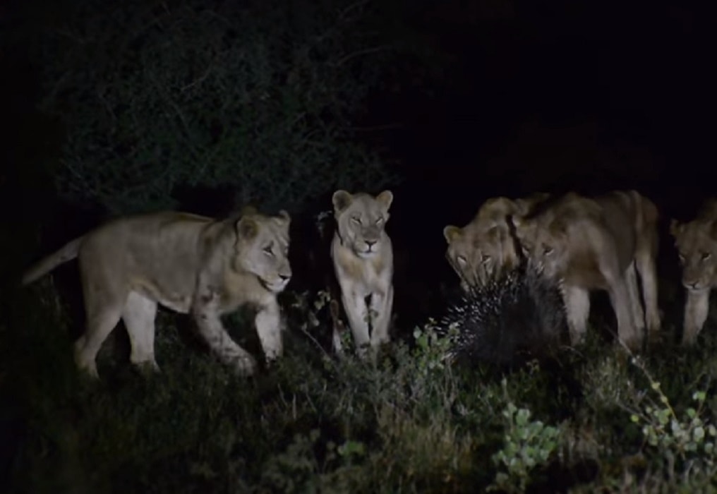 Sudafrica leoni contro porcospino