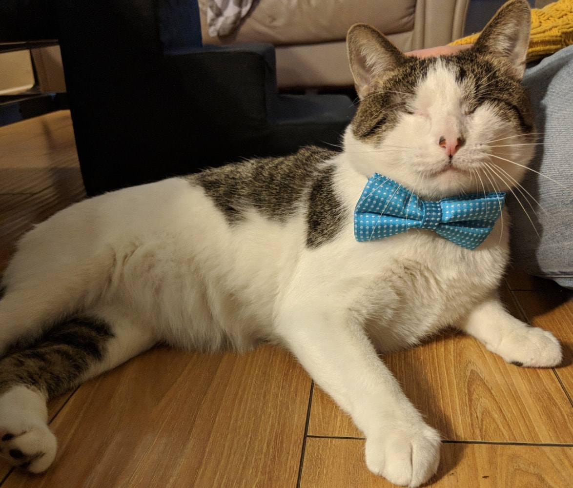 Melvin, gatto senza occhi, ha conquistato la sua nuova padrona