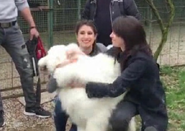 Torna a casa, ai domiciliari, il cane Miro