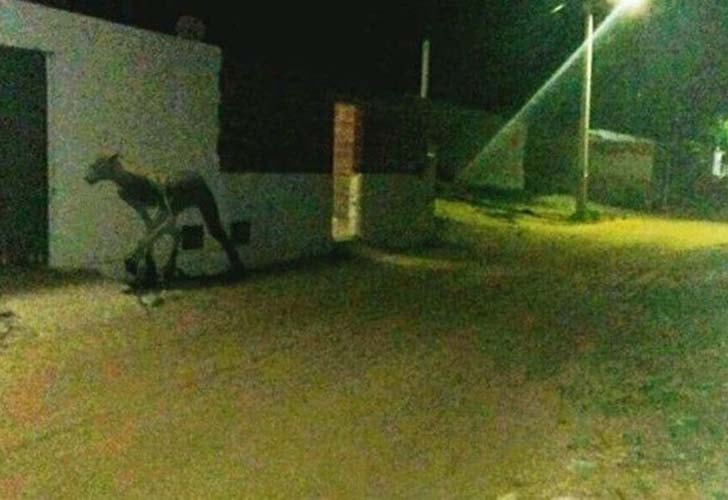 Chupacabra in argentina foto misteriosa