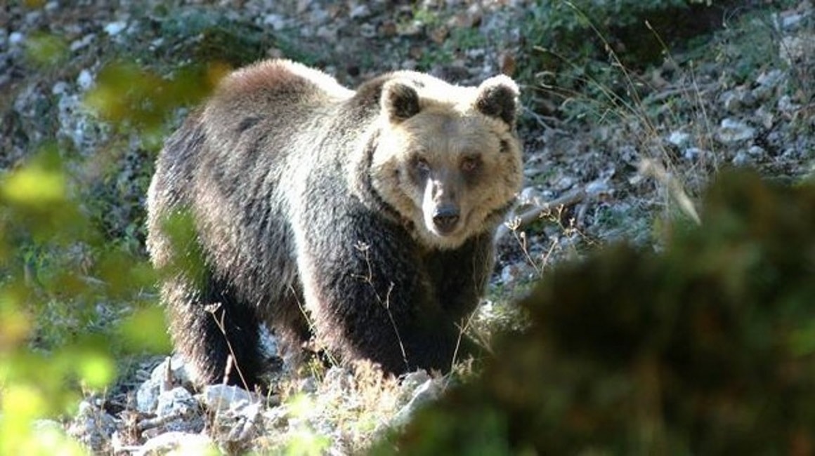 Orso ucciso in Abruzzo, assolto Antonio Centofanti