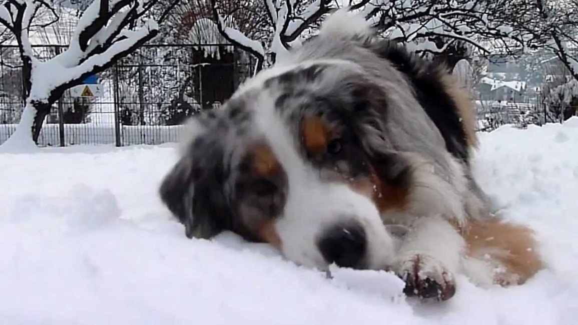 Cane pastore australiano sopravvive 26 giorni sotto la valanga a Sondrio