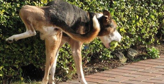 Pipì dei cani, la crociata dei sindaci: padroni lavate la strada