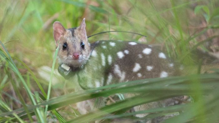 YOUTUBE Quoll orientali: il ritorno dei gatti marsupiali maculati