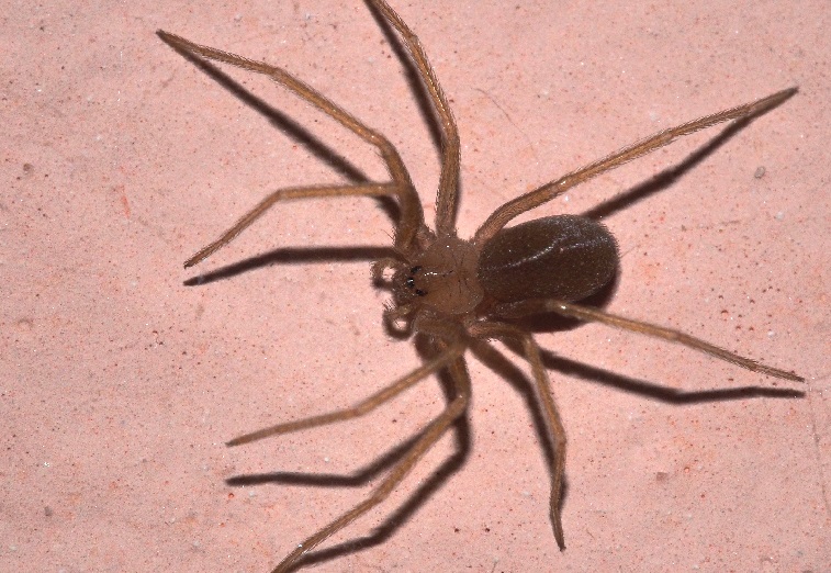 Terni, il vigile morso dal ragno violino mentre lavorava in giardino: "Io vivo per miracolo. Dopo due giorni si erano formate due croste e..."