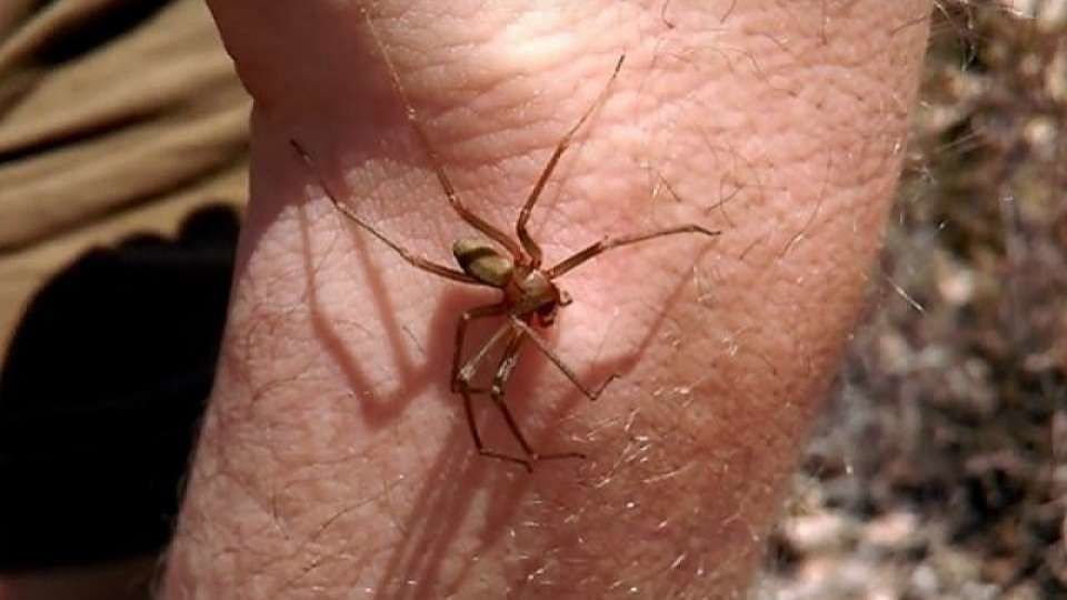 Ragno violino: spuntano altri casi nel Nordest Italia