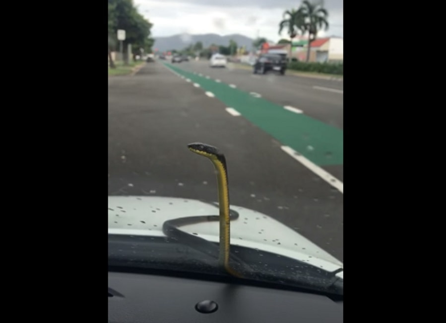 Serpente sul parabrezza, la donna va nel panico: video YouTube