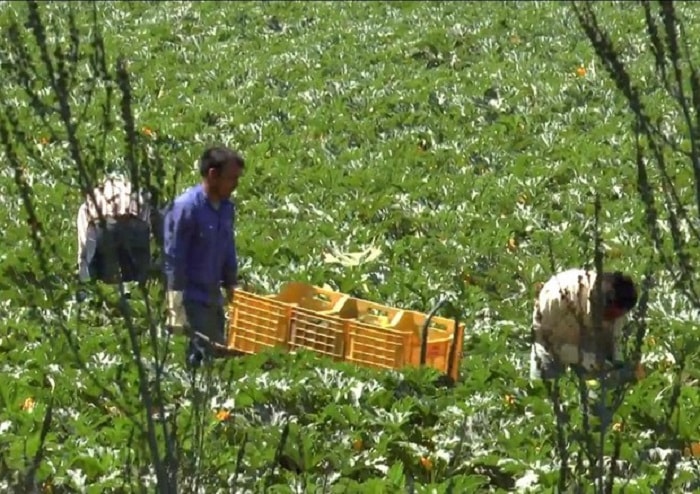 Agro Pontino. Latina, Sabaudia, Terracina: il triangolo degli schiavisti. Bastone e mezzo euro l'ora per migliaia di sikh