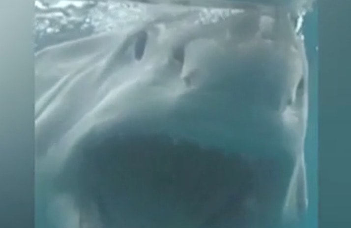 Uno squalo lo attaccò, e adesso lui fa...