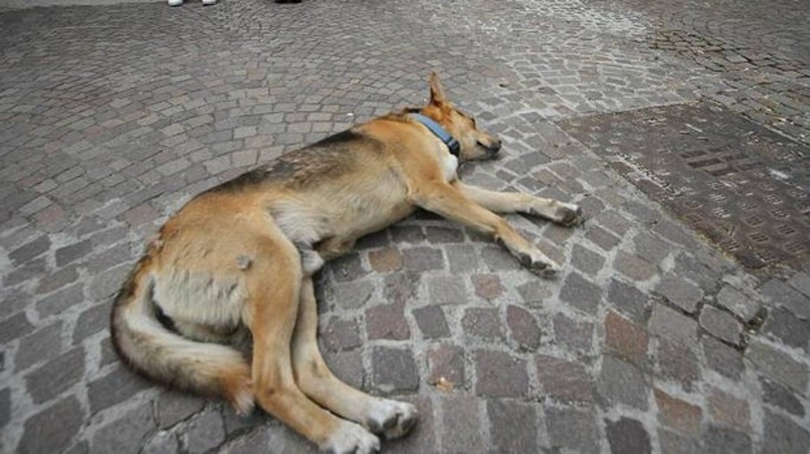 castelfranco-di-sotto-strage-cani