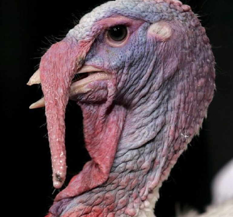 Camion che trasporta tacchini (vivi) si ribalta sulla A1