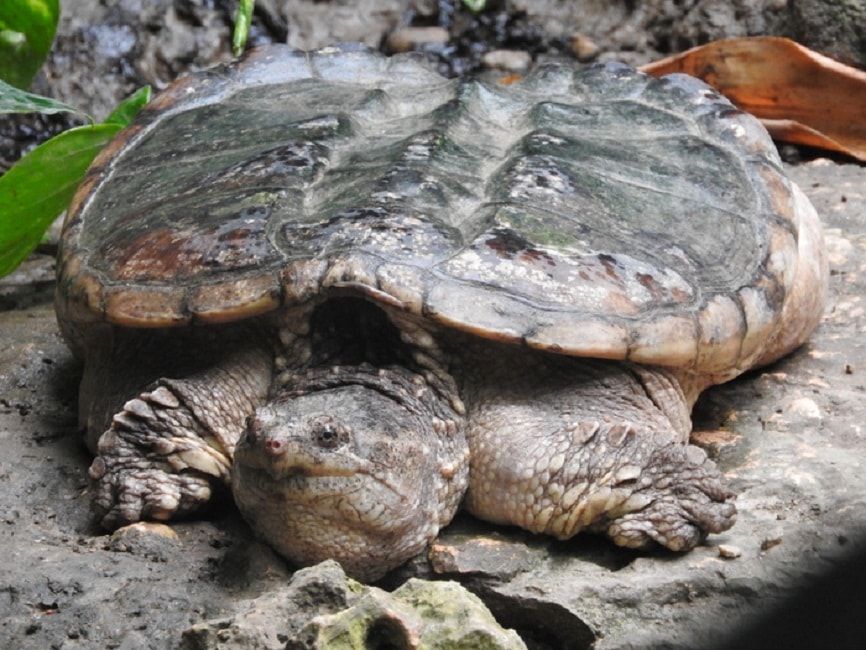 Tartaruga azzannatrice trovata a Pomgliano d'Arco