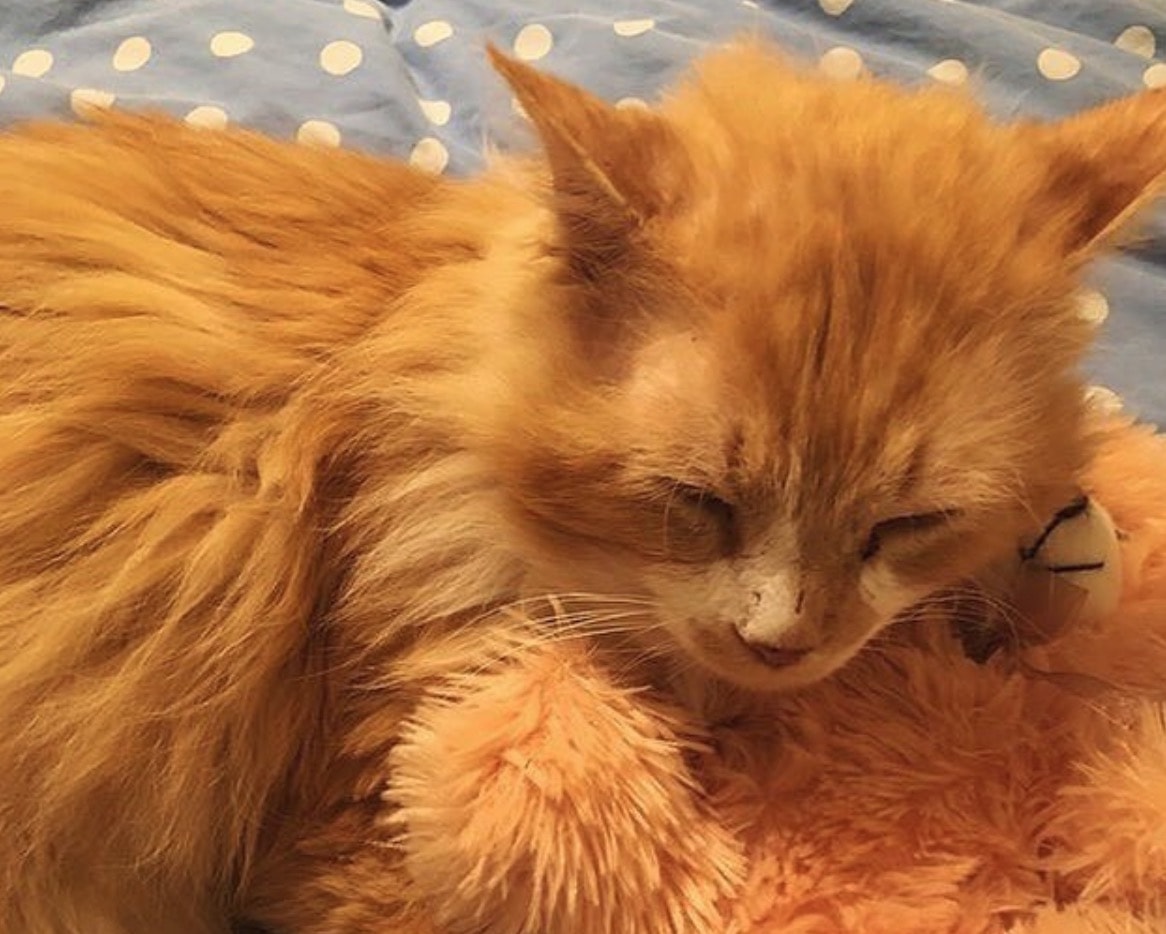 Gatto Toby, abbandonato due volte: fa 19 km per tornare dalla famiglia ma loro lo rifiutano