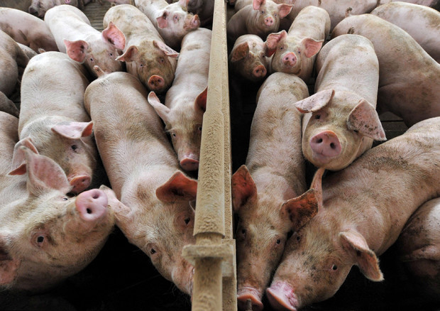 Delta coronavirus suino