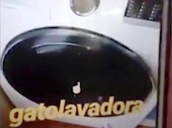 In vacanza con gatti e cani: consigli contro zecche, pulci, leishmaniosi, colpi di calore...