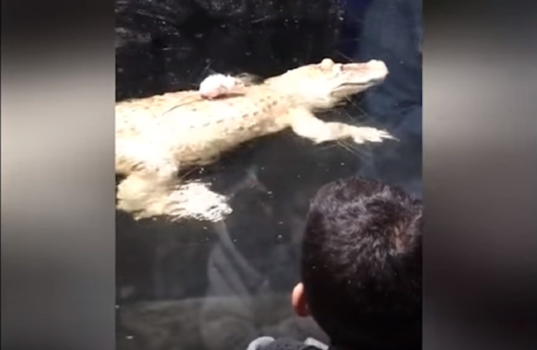 Alligatore e il topo su schiena