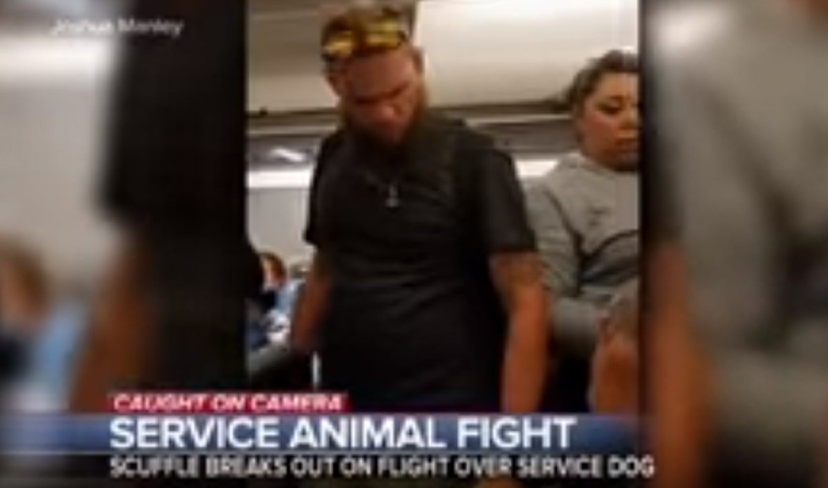 Florida cane rissa a bordo