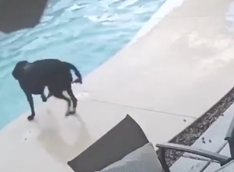 YOUTUBE Cane salva l'amico caduto in piscina