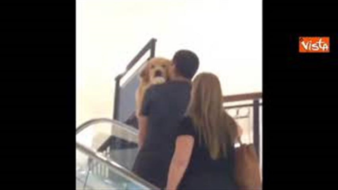 YOUTUBE Il cane ha paura delle scale mobili: l'unico modo è così